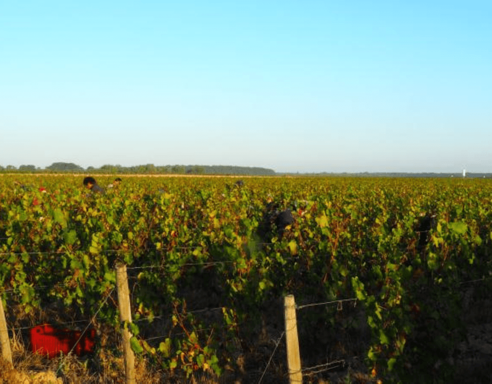 Domaine Bonnigal-Bodet
